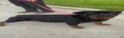 Rottweiler dogs for sale: Rottweiler Puppy 3 - Ad 17