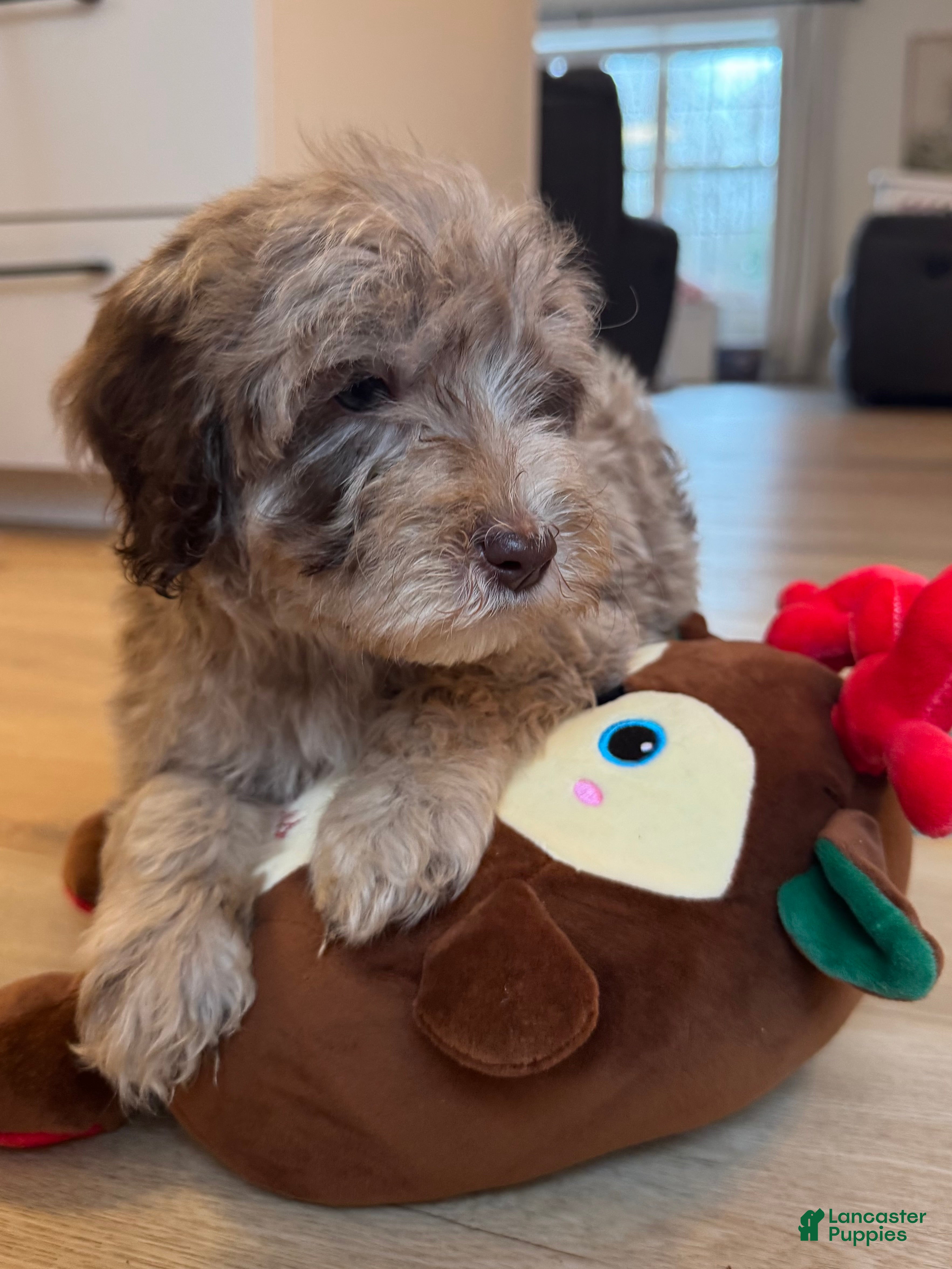 Mini Goldendoodle dogs Teddy - Ad 11