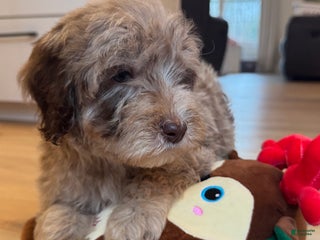 Mini Goldendoodle dogs Teddy - Ad 11