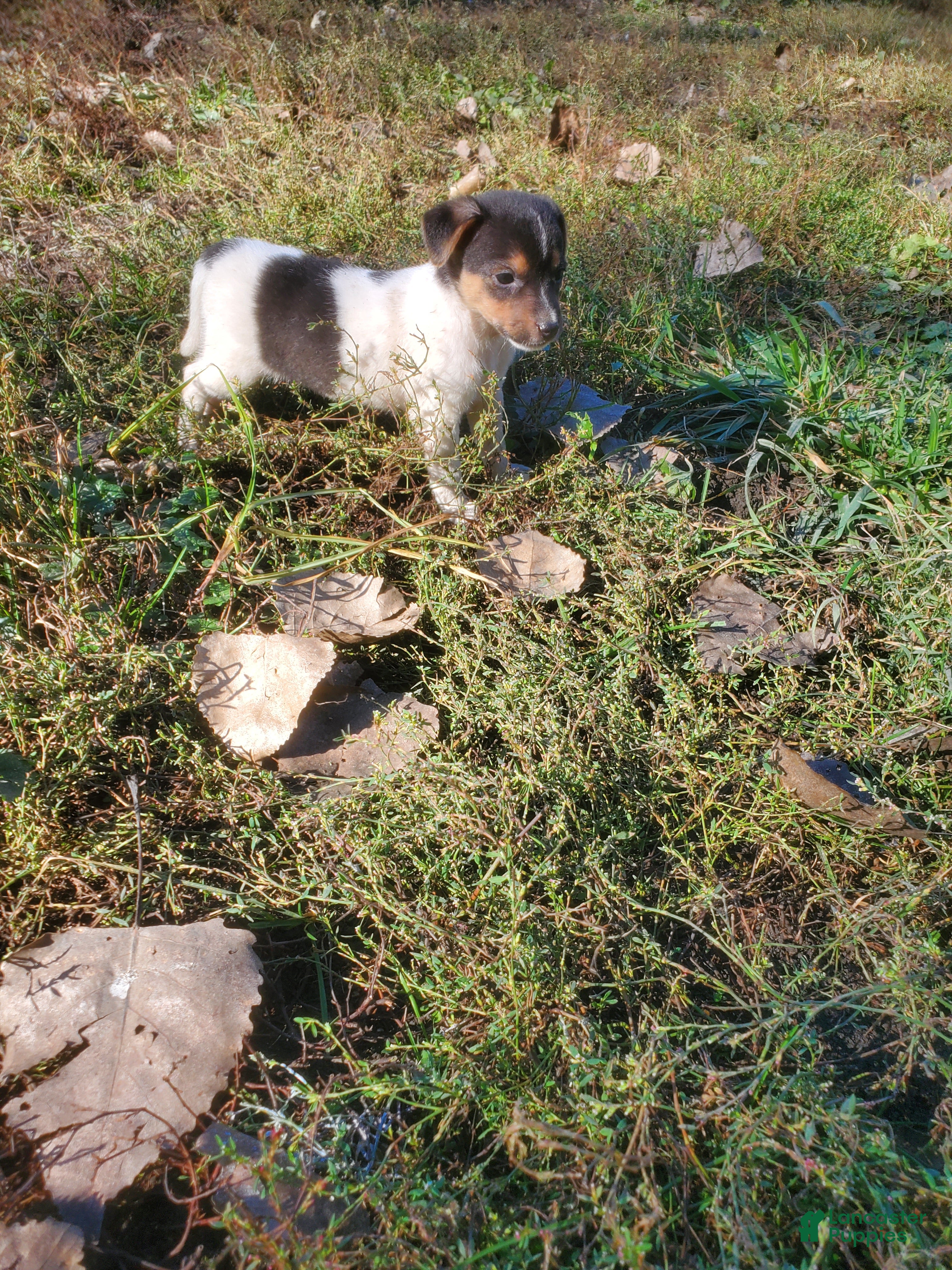 Jack Russell Terrier dogs for sale: Jack Russell Terrier 6 - Ad 35