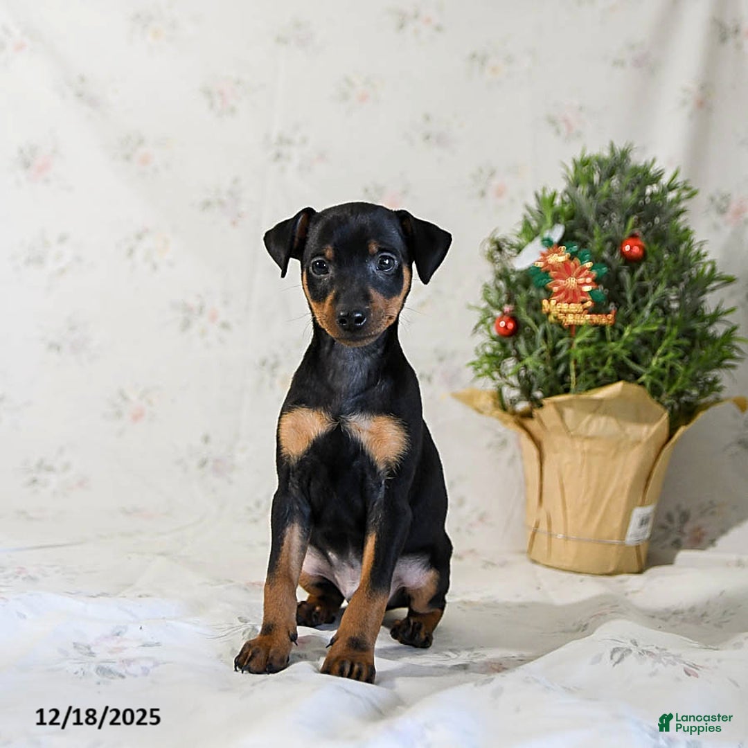 Miniature Pinscher dogs for sale: Domino - Ad 4