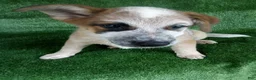 Australian Cattle Dog dogs for sale: Randy - Ad 4