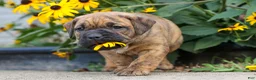 Beabull dogs for sale: Archie 🐶 - Ad 16