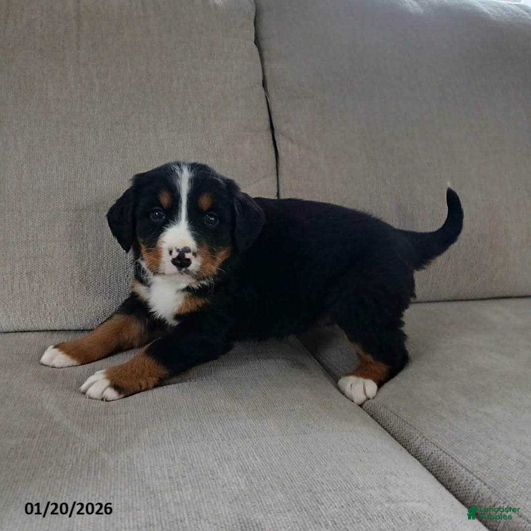 Bernese Mountain Dog dogs for sale: Ava  - Ad 4