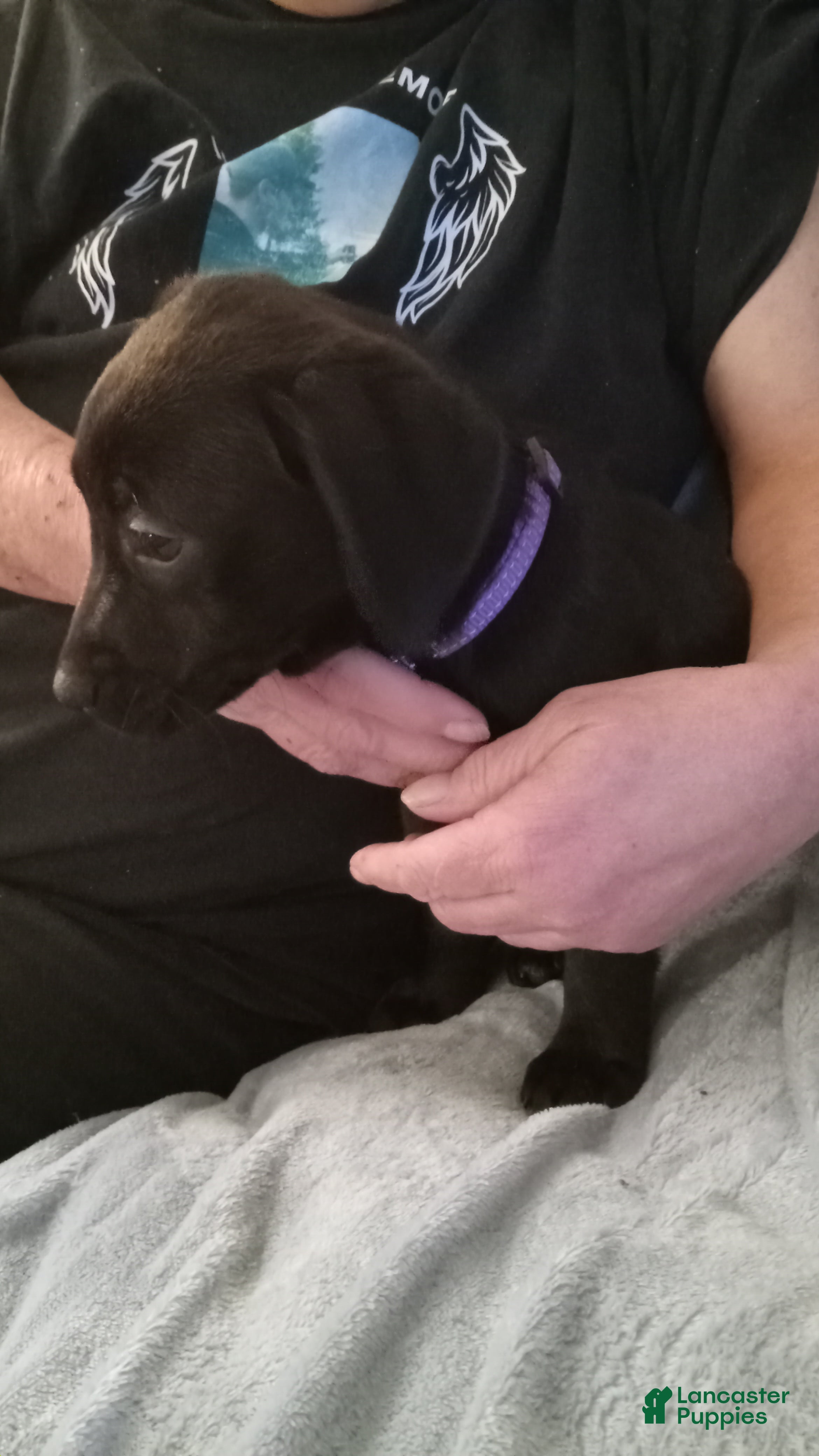 Mixed Breed dogs Mixed Breed Puppy 5 - Ad 32