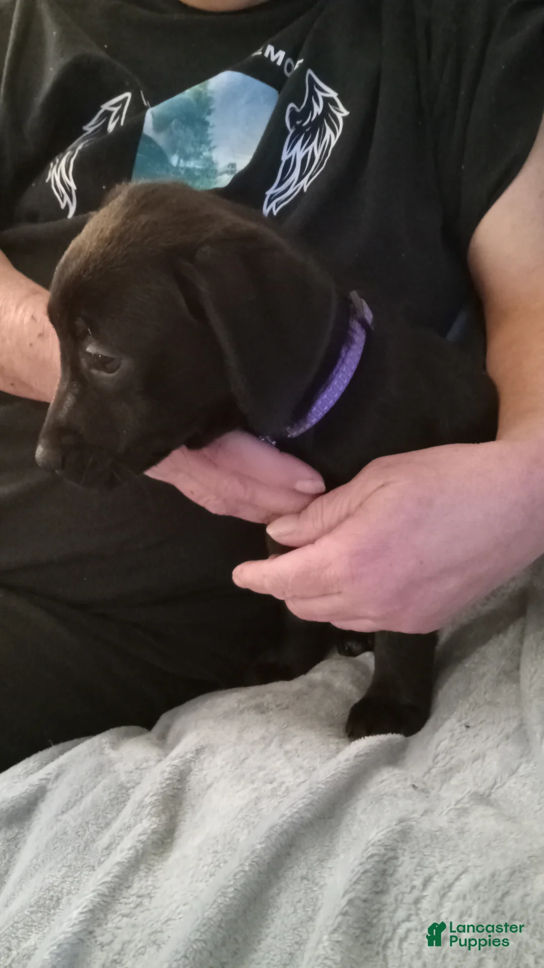 Mixed Breed dogs for sale: Mixed Breed Puppy 5 - Ad 1