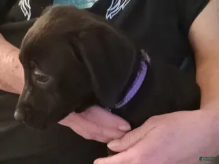 Mixed Breed dogs Mixed Breed Puppy 5 - Ad 32