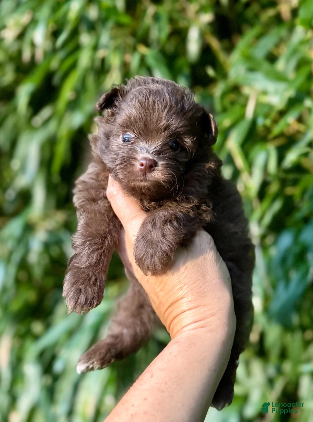 Pomapoo dogs for sale: Pomapoo 1 - Ad 1
