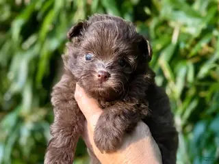 Pomapoo dogs Pomapoo 1 - Ad 5