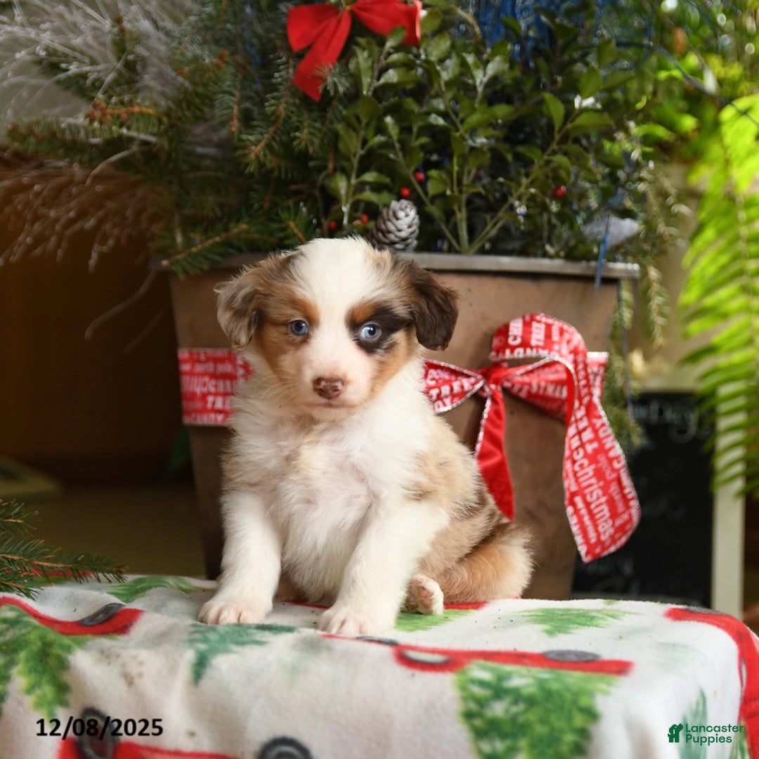 Australian Shepherd dogs for sale: Abel - Ad 5