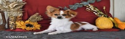 Papillon dogs for sale: Alex - Ad 5