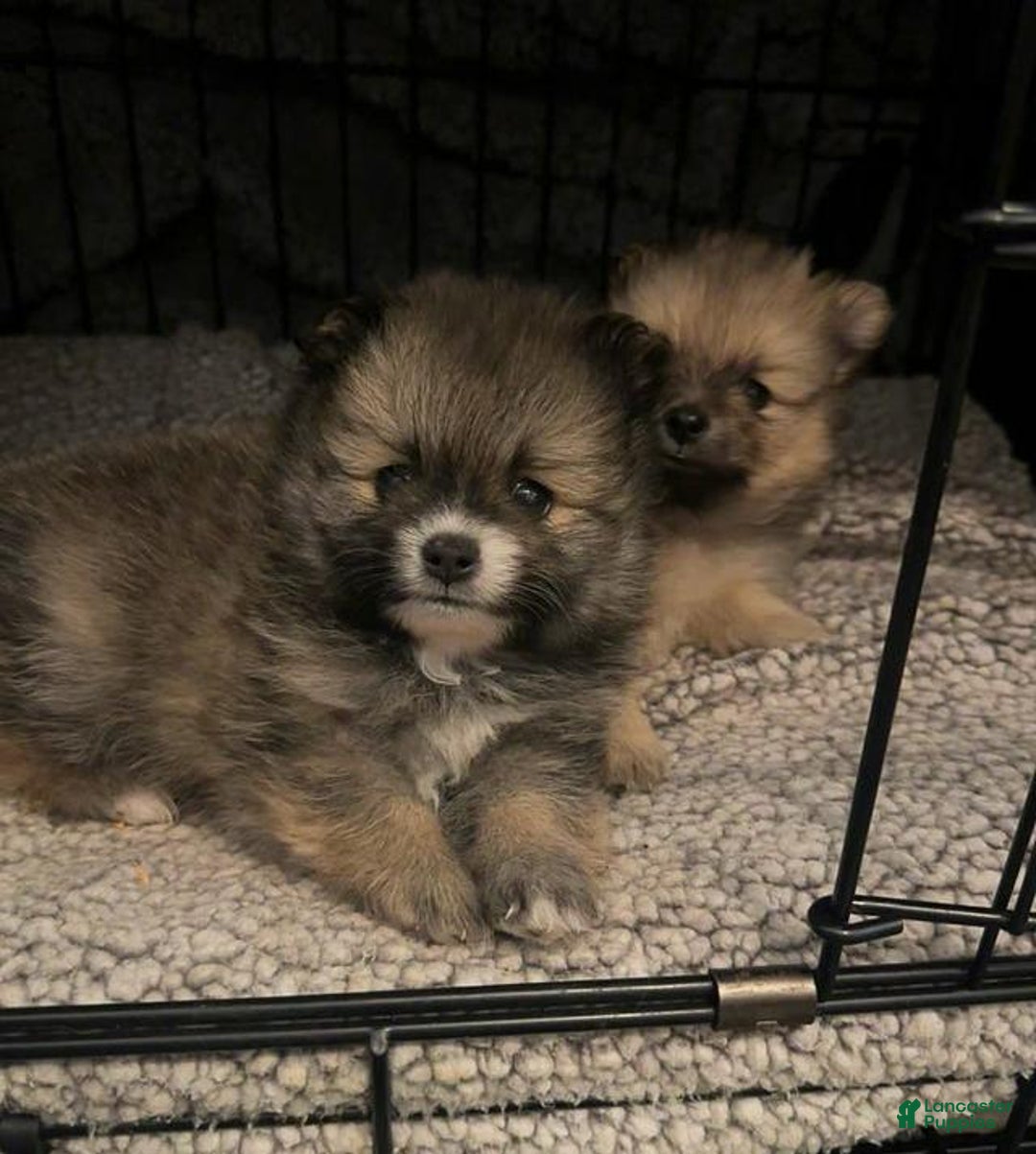 Pomeranian dogs for sale: Molly - Ad 16