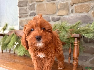 Mini Goldendoodle dogs POTTY TRAINED MINI GOLDENDOODLE - Ad 15