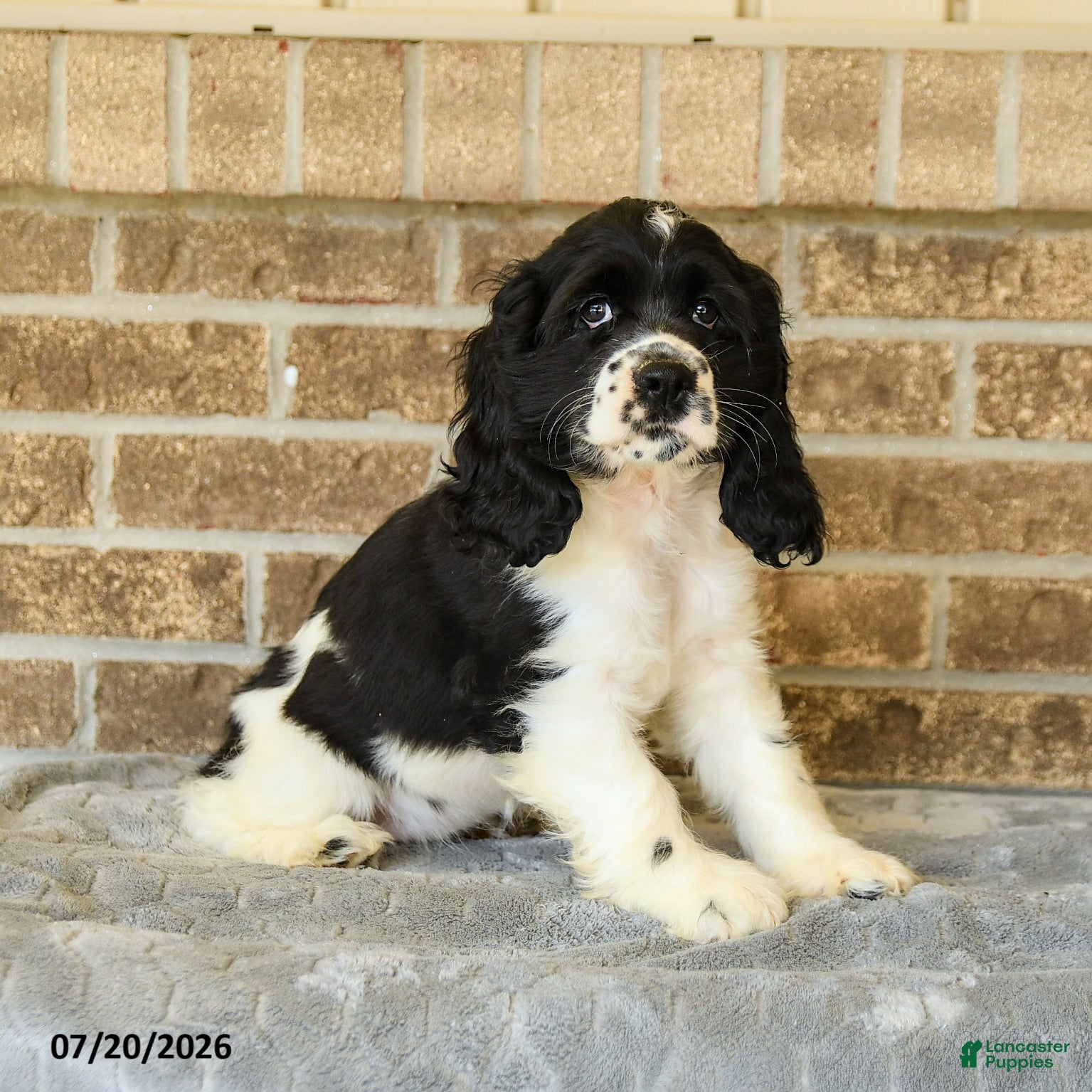 English Cocker Spaniel dogs Mandy - Ad 2