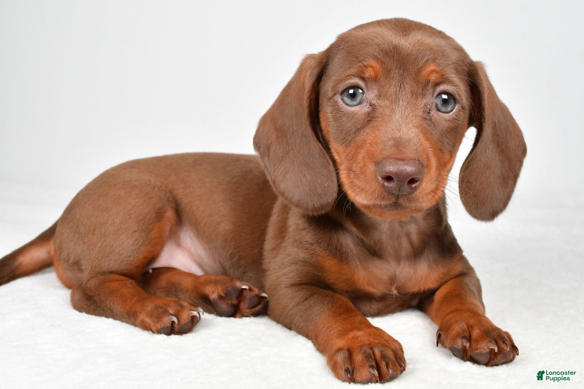 Miniature Dachshund dogs Gabriella - Ad 1