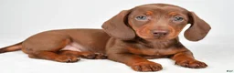 Miniature Dachshund dogs for sale: Gabriella - Ad 1