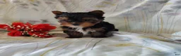 Yorkshire Terrier dogs for sale: Sasha - Ad 6
