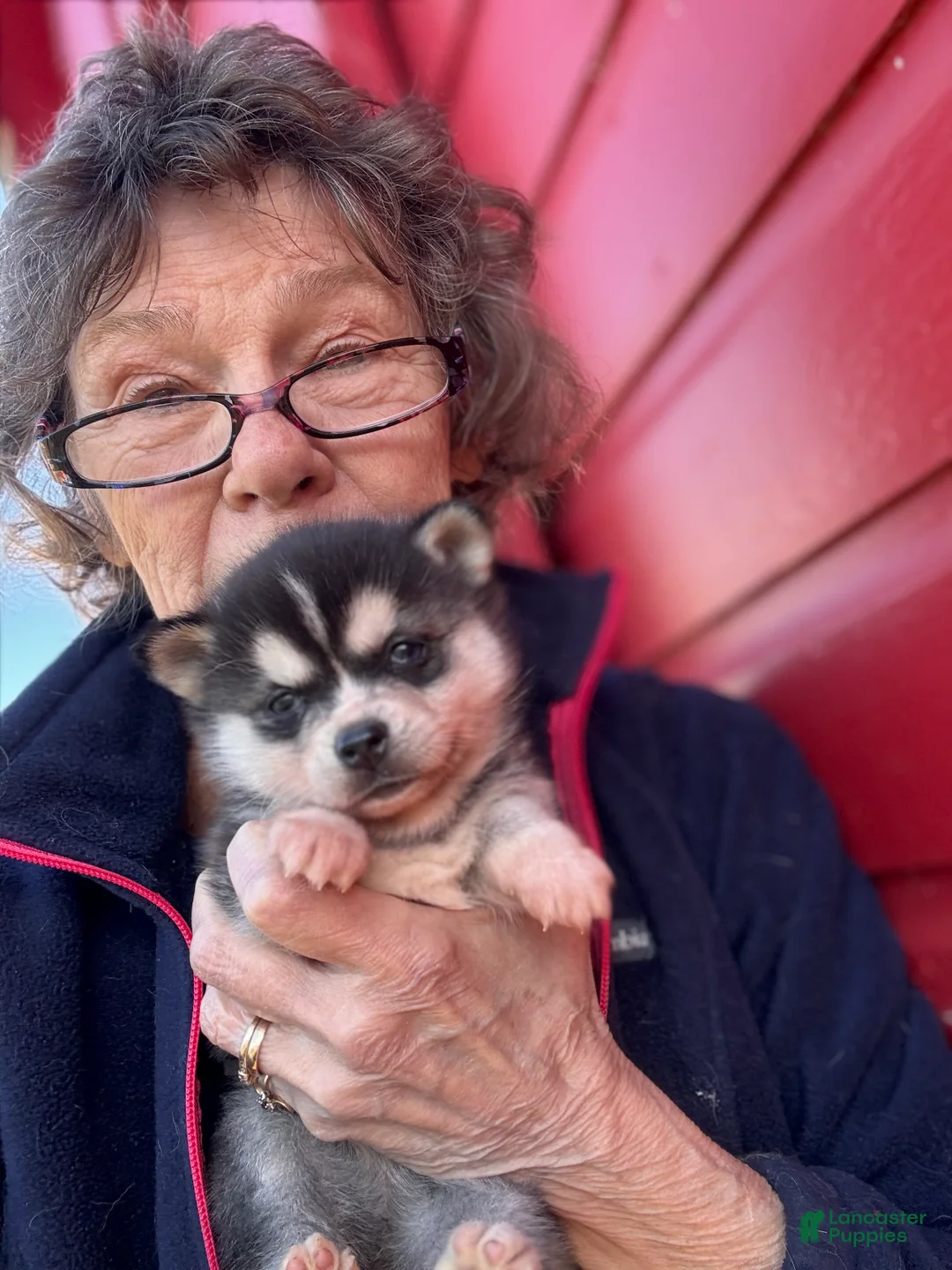 Alaskan Klee Kai dogs for sale: Alaskan Klee Kai Puppy 2 - Ad 1