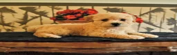 Bichpoo dogs for sale: Kyle - Ad 2