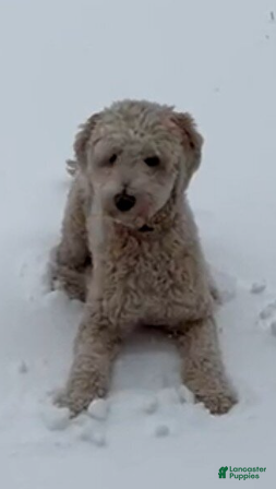 Mini Goldendoodle dogs Laker - Ad 2