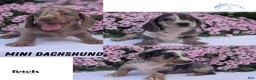 Miniature Dachshund dogs for sale: Kya - Ad 10