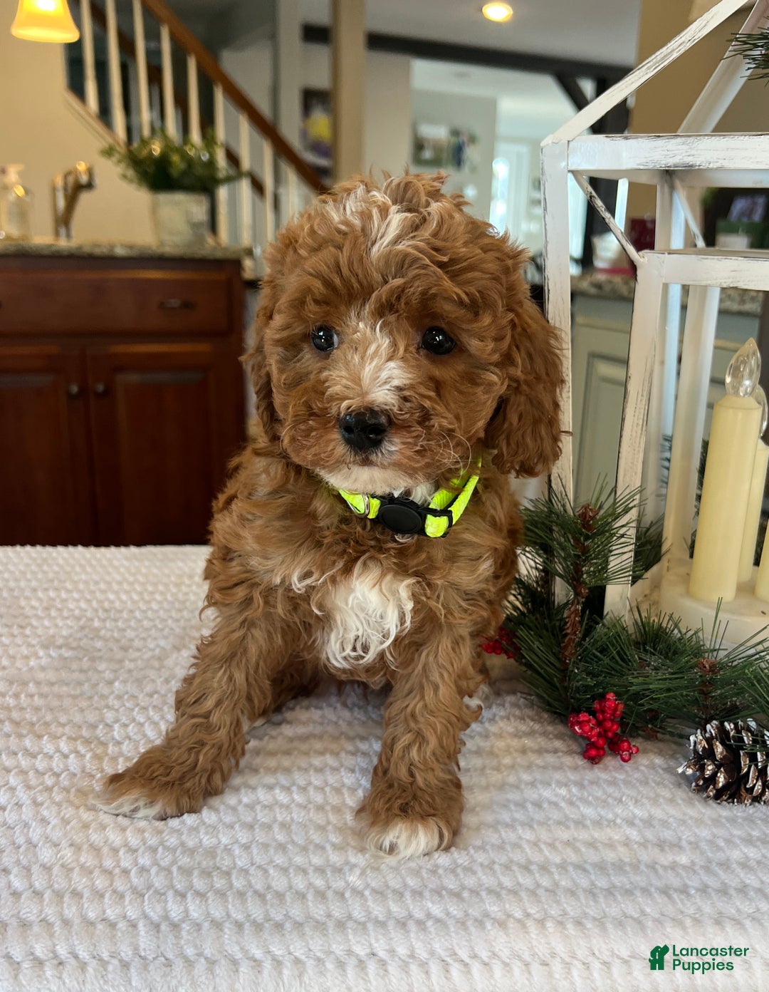 Mini Goldendoodle dogs for sale: Bella - Ad 2