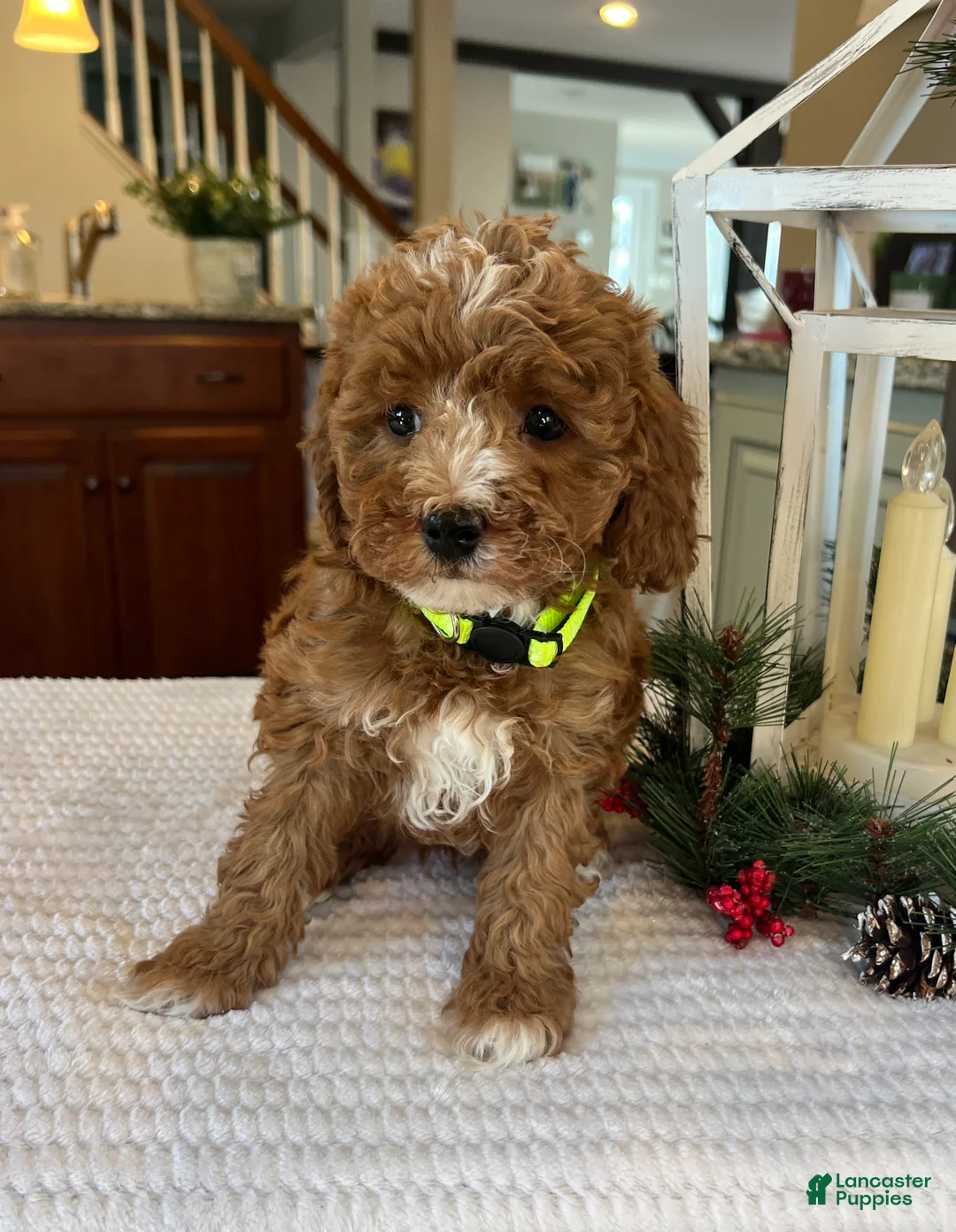 Mini Goldendoodle dogs for sale: Bella - Ad 2