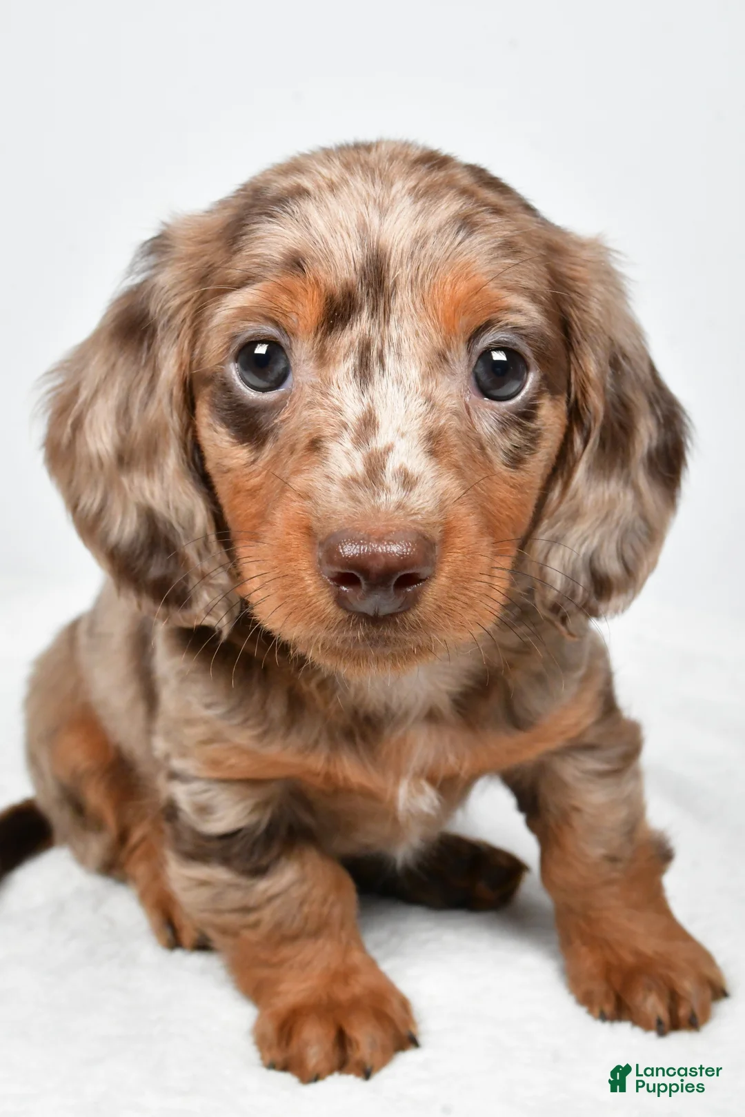 Miniature Dachshund dogs for sale: Marshall - Ad 2