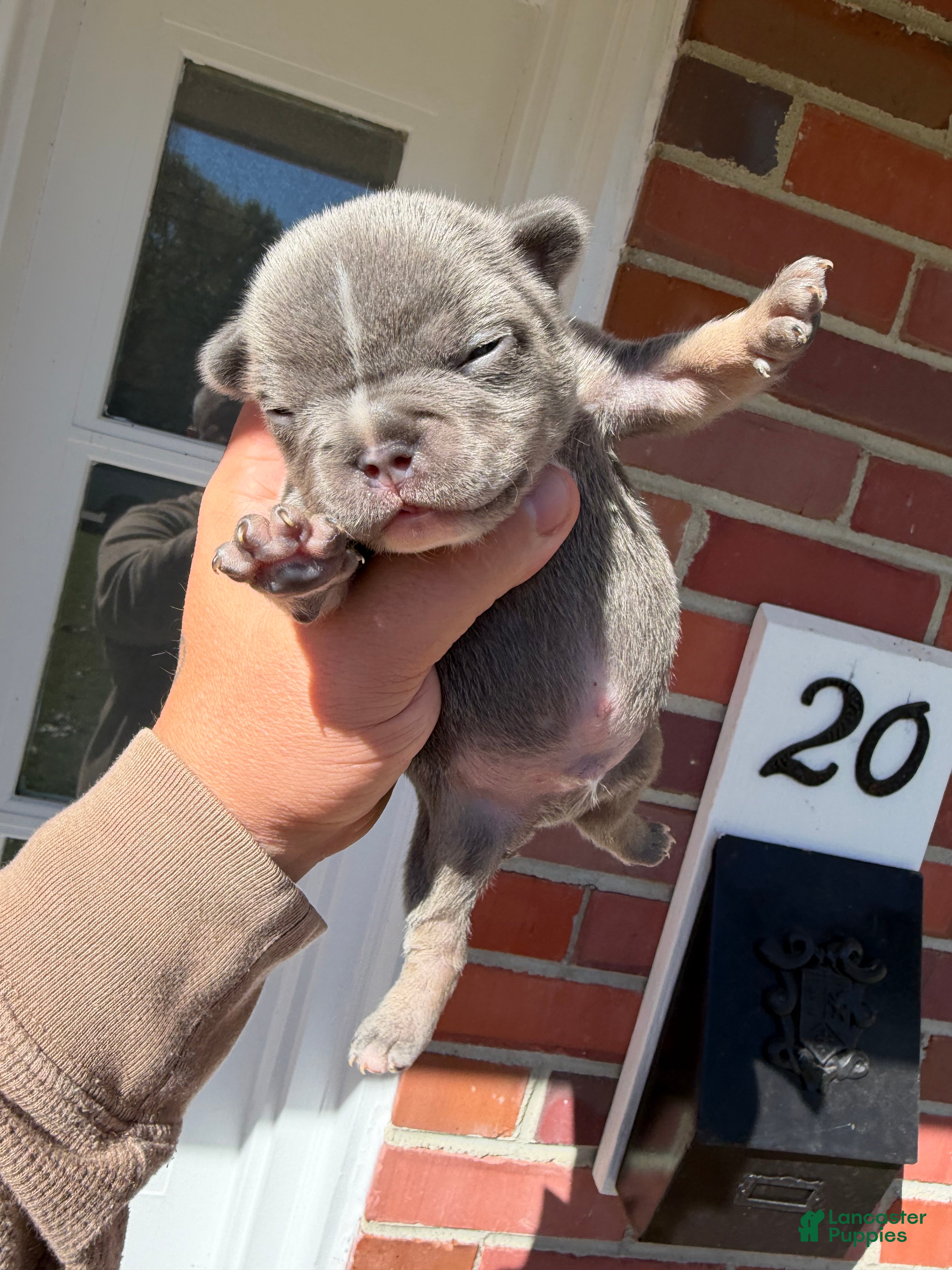 French Bulldog dogs French Bulldog 2 - Ad 1