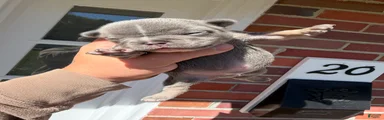 French Bulldog 2