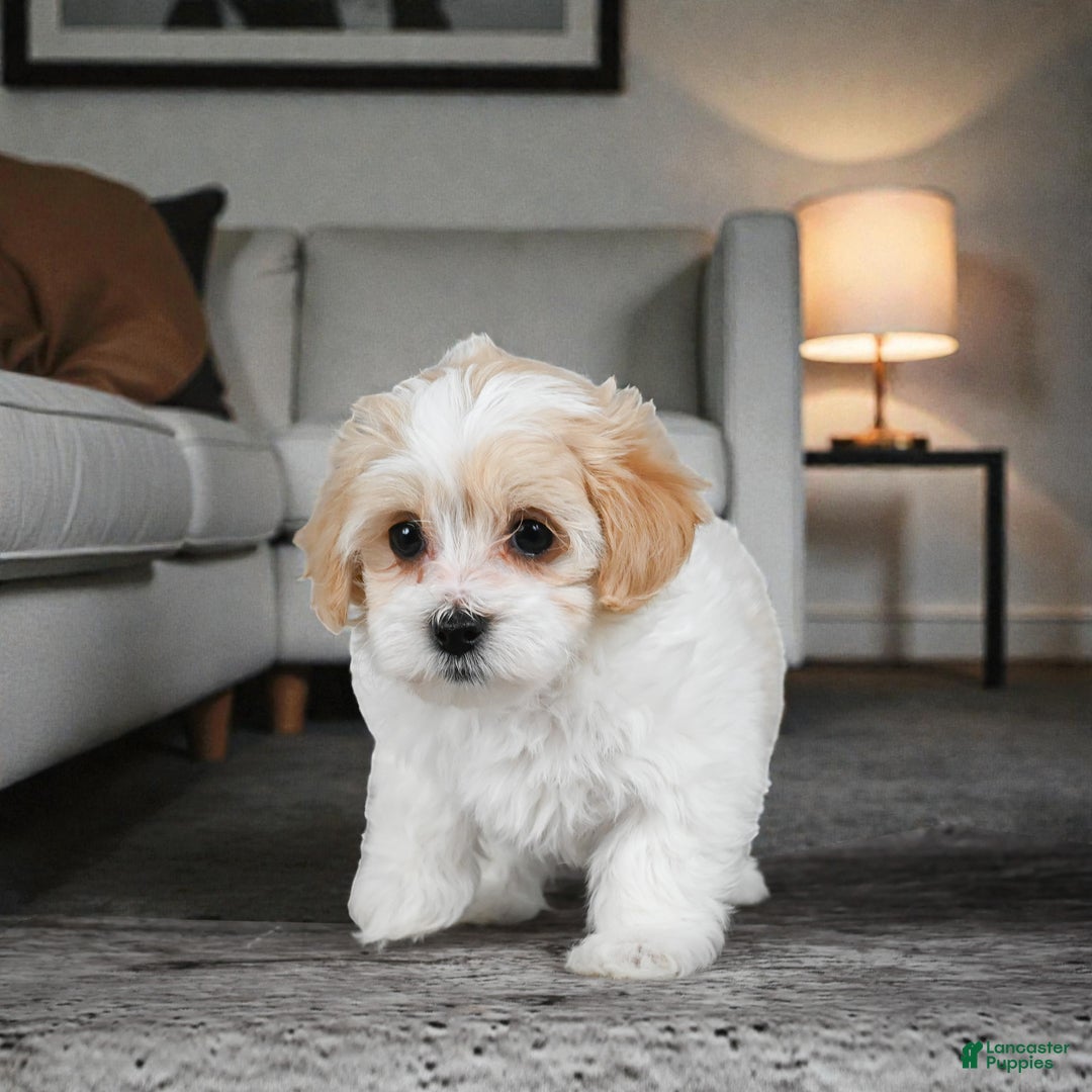 Maltipoo dogs for sale: Daisy - Ad 6
