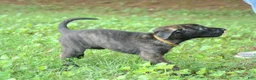 Dutch Shepherd dogs for sale: Jinx - Ad 1