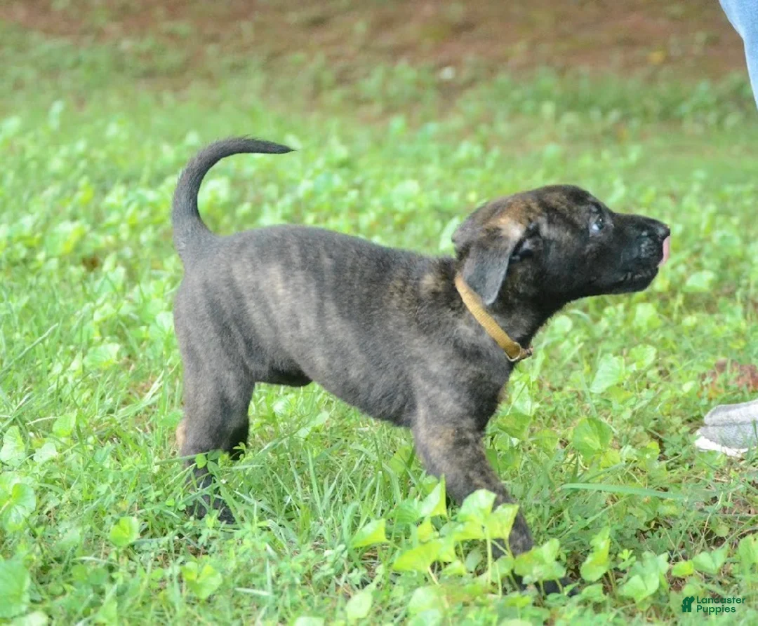 Dutch Shepherd dogs for sale: Jinx - Ad 1