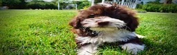 Havapoo dogs for sale: Diva - Ad 13