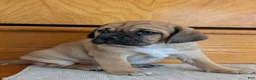 Puggle dogs for sale: Chance  - Ad 5