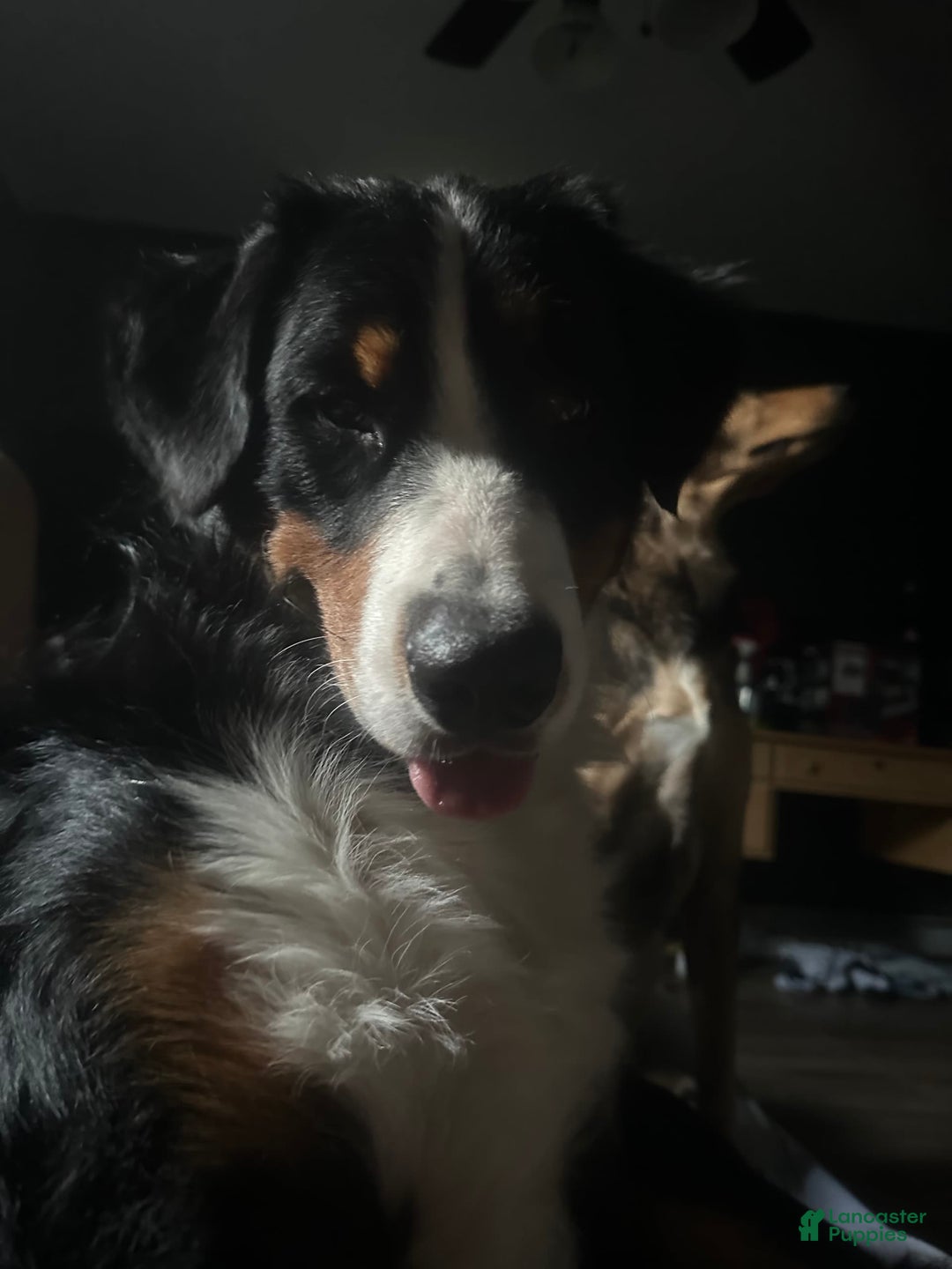 Gallery Image {{count}}