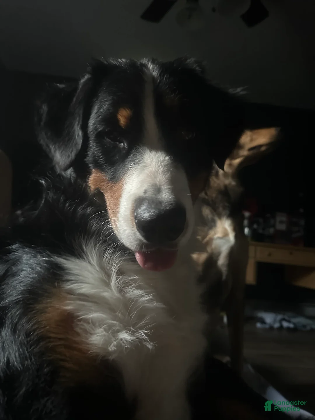 Gallery Image {{count}}