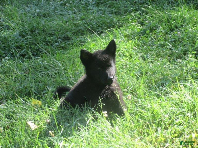 German Shepherd dogs Chief - Ad 1