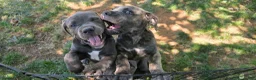 Cane Corso dogs for sale: Male  - Ad 6