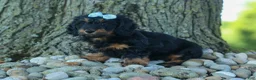 Miniature Dachshund dogs for sale: Harley  🦴🐶 - Ad 15