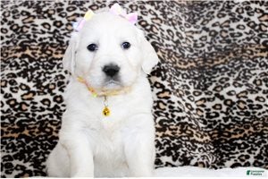 Golden Retriever dogs Daisy - Ad 17