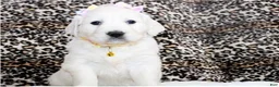 Golden Retriever dogs for sale: Daisy - Ad 1