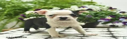 Boston Terrier dogs for sale: Ruby  - Ad 3