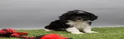 Cockapoo dogs for sale: Trixie - Ad 4