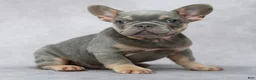 French Bulldog dogs for sale: Miles - Ad 2