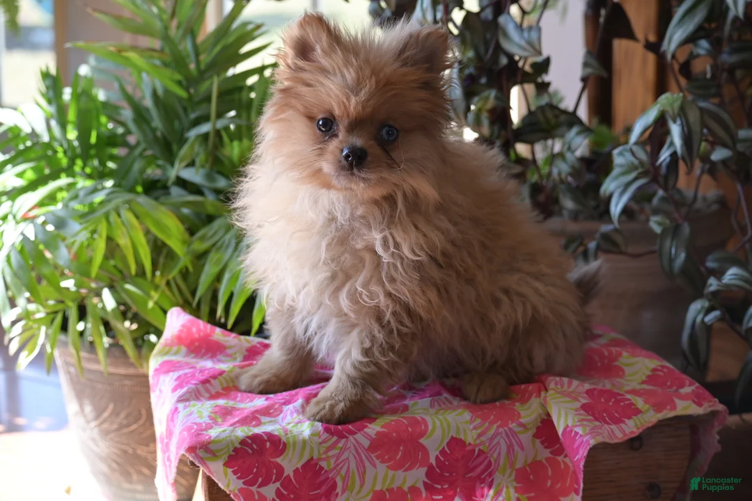 Pomeranian dogs for sale: Timmy - Ad 2