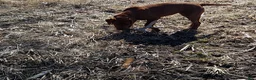 Labrador Retriever dogs for sale: Labrador Retriever 4 - Ad 1