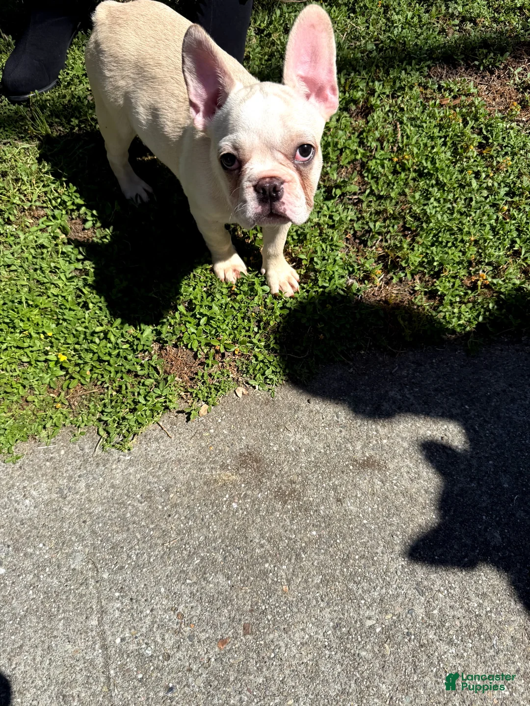 French Bulldog dogs for sale: French Bulldog Puppy 2 - Ad 1