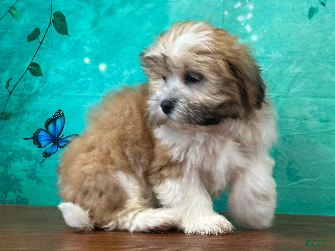 Teddy Bear dogs for sale: Rocky - Ad 1