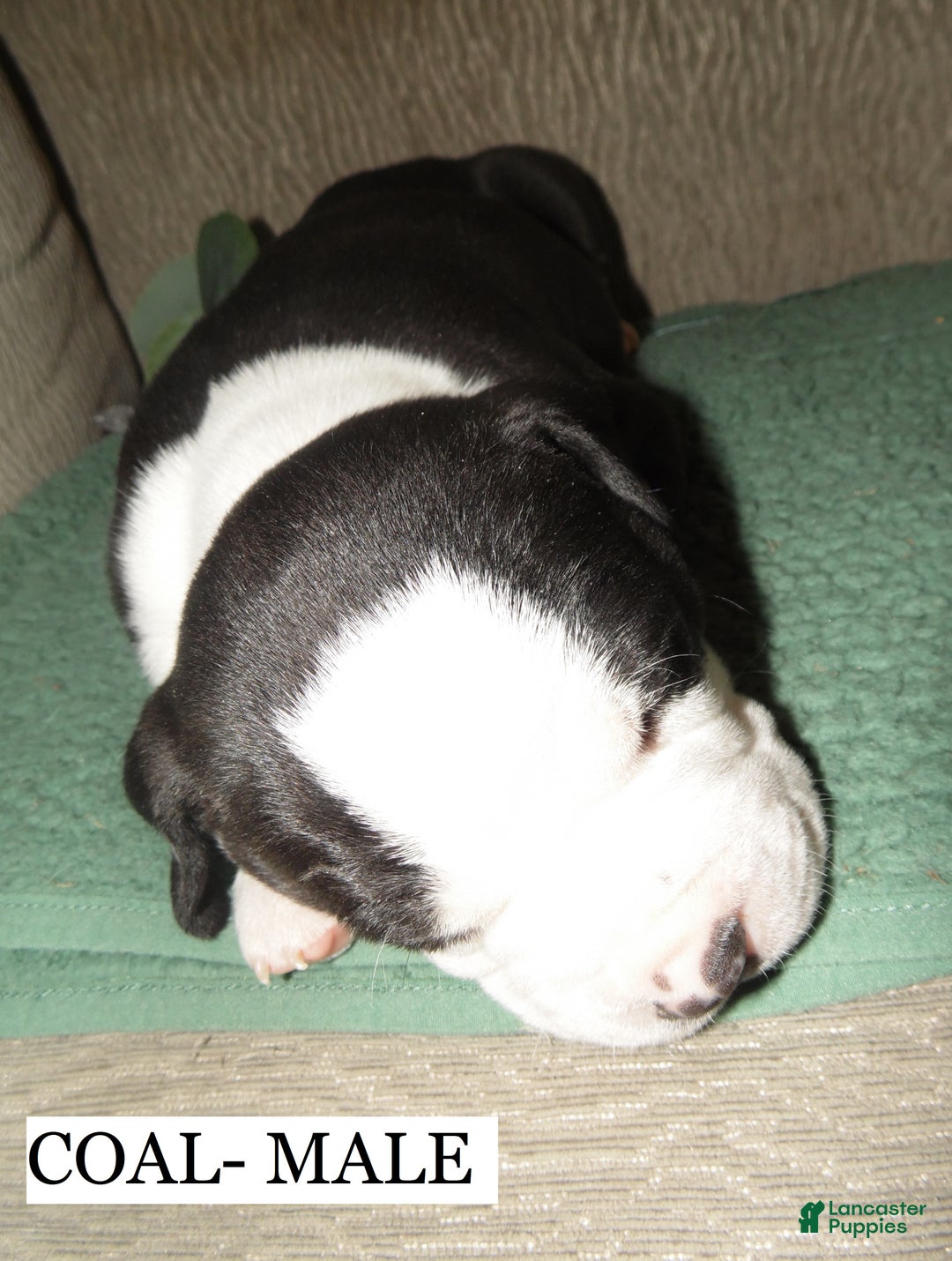 American Pit Bull Terrier dogs for sale: COAL - Ad 3